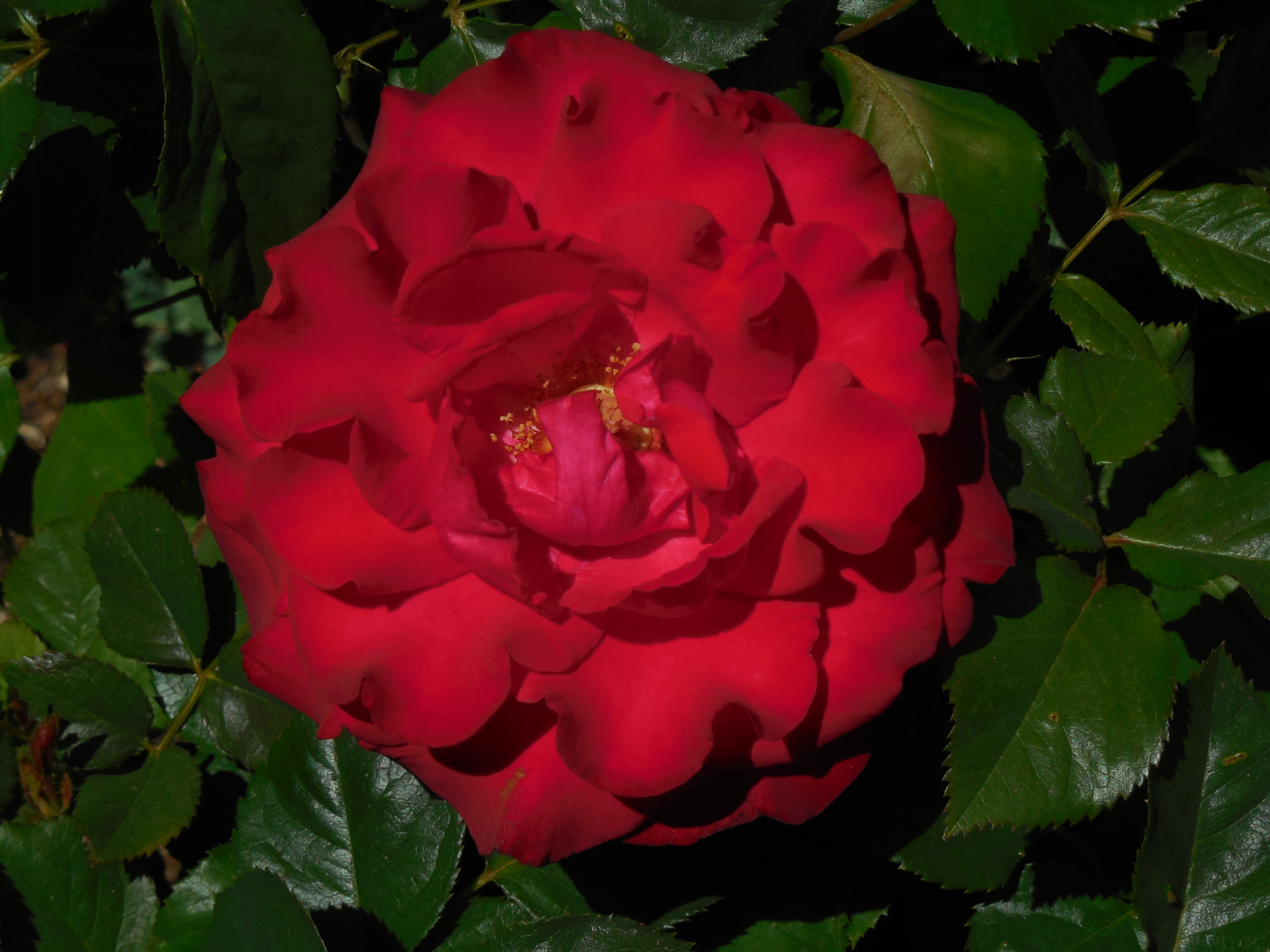 Red_rose