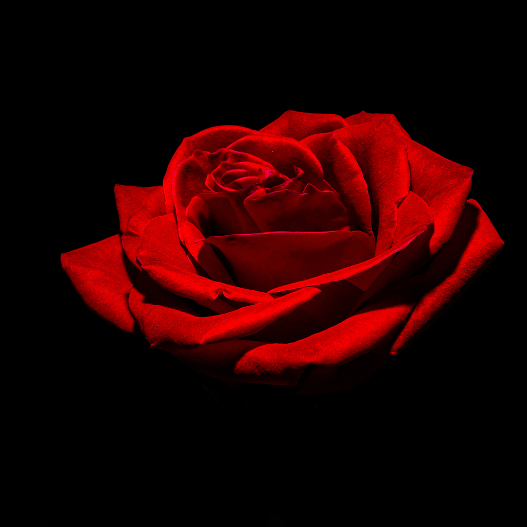 Rose-flower-red-love-plant-petal-1635934-pxhere