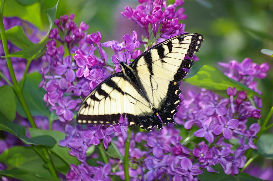 Lilac-and-butterfly-3-hal-peters